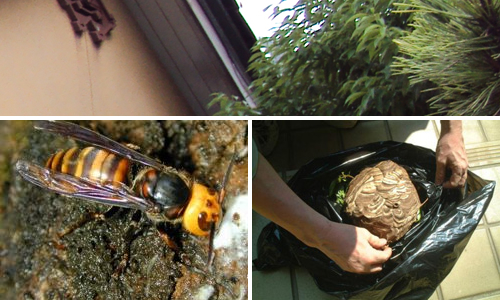 スズメバチ駆除